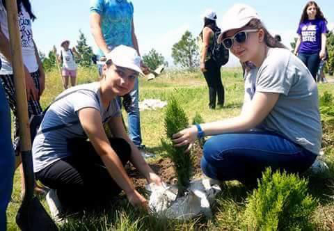 Համատեղ ծառատունկ